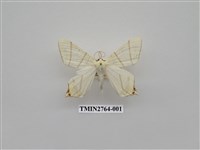 藏品(尺蛾334)的圖片